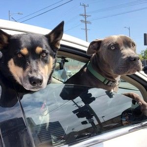 Meet your Posher, Lynnel